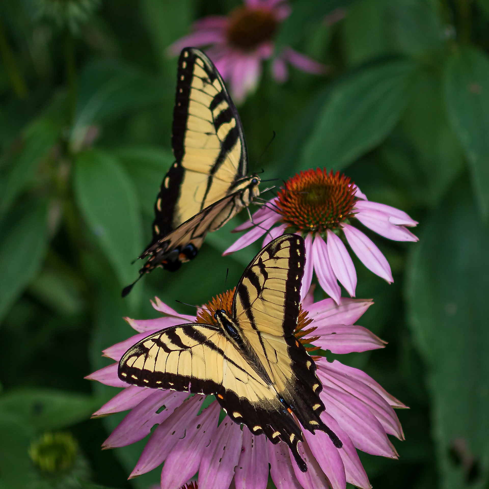Eastern Tiger Swallowtail | Papilio glaucus | 20220708