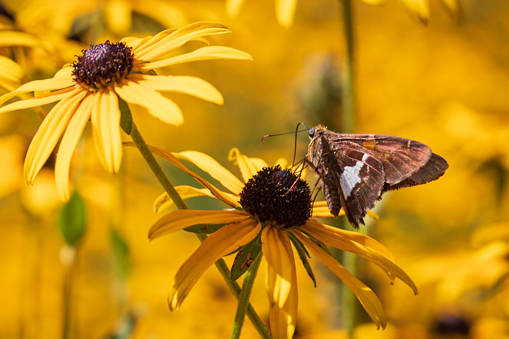 Silver-spotted Skipper | Epargyreus clarus | 20210818