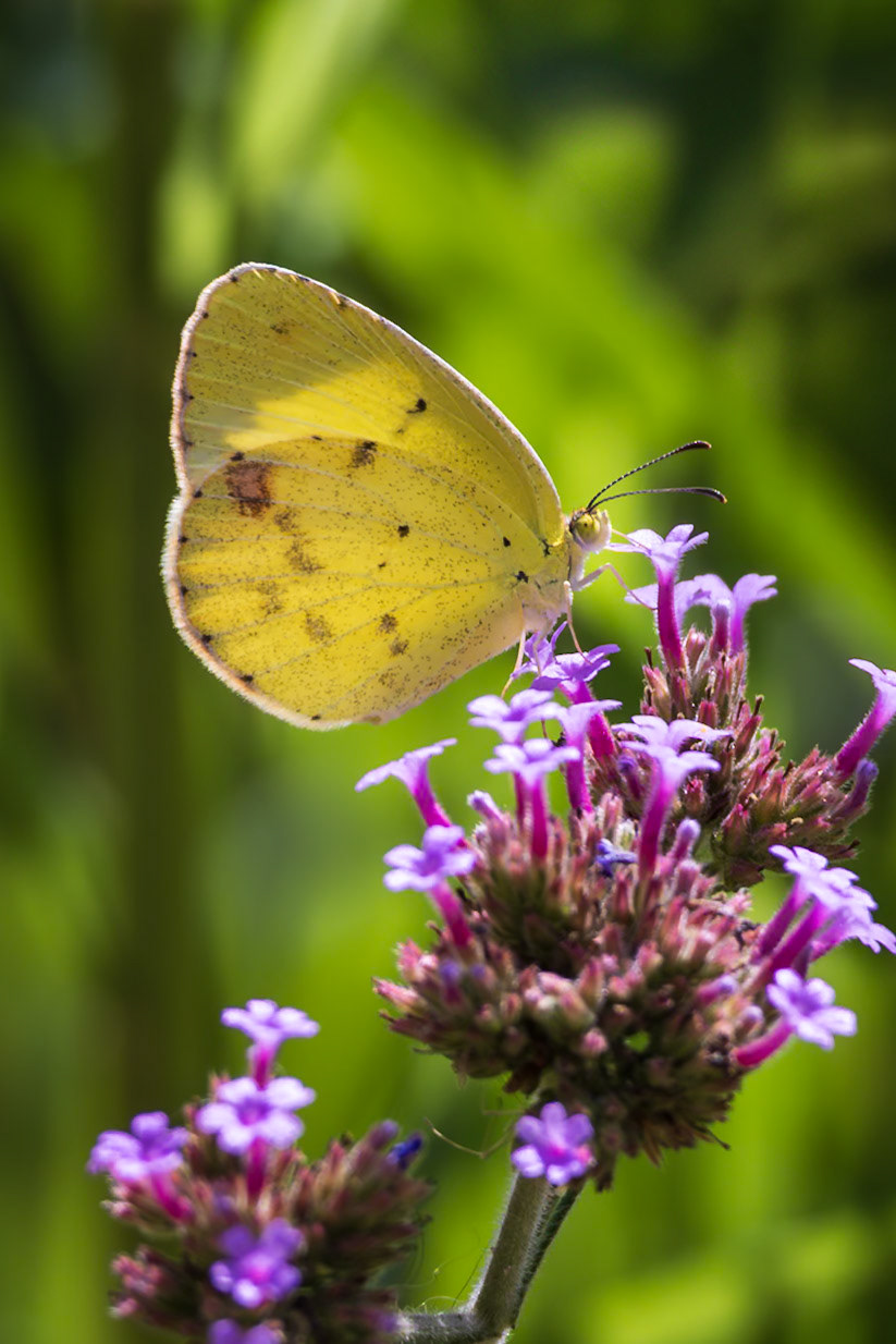 Little Yellow | Eurema lisa | 20240803
