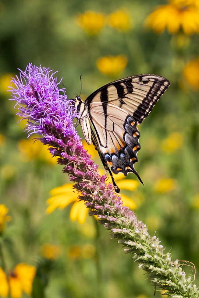 Eastern Tiger Swallowtail | Papilio glaucus | 20240718
