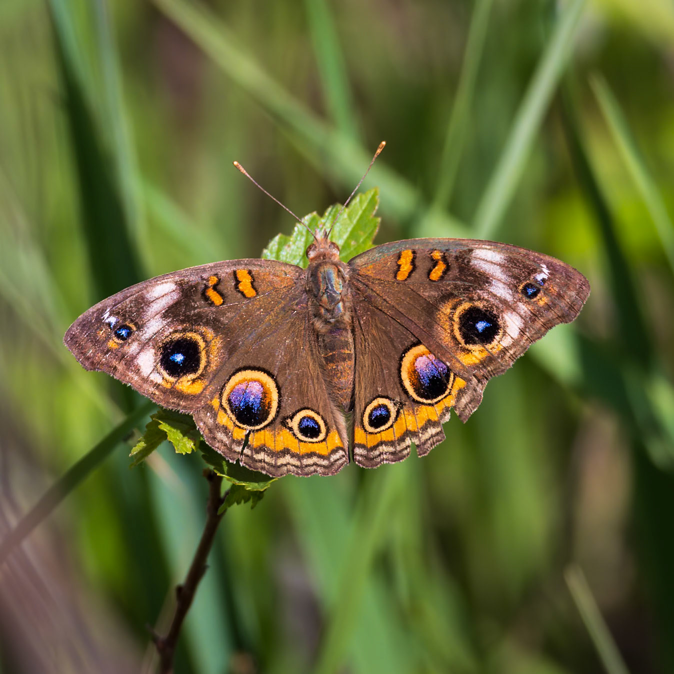 Common Buckeye | Junonia coenia | 20240523