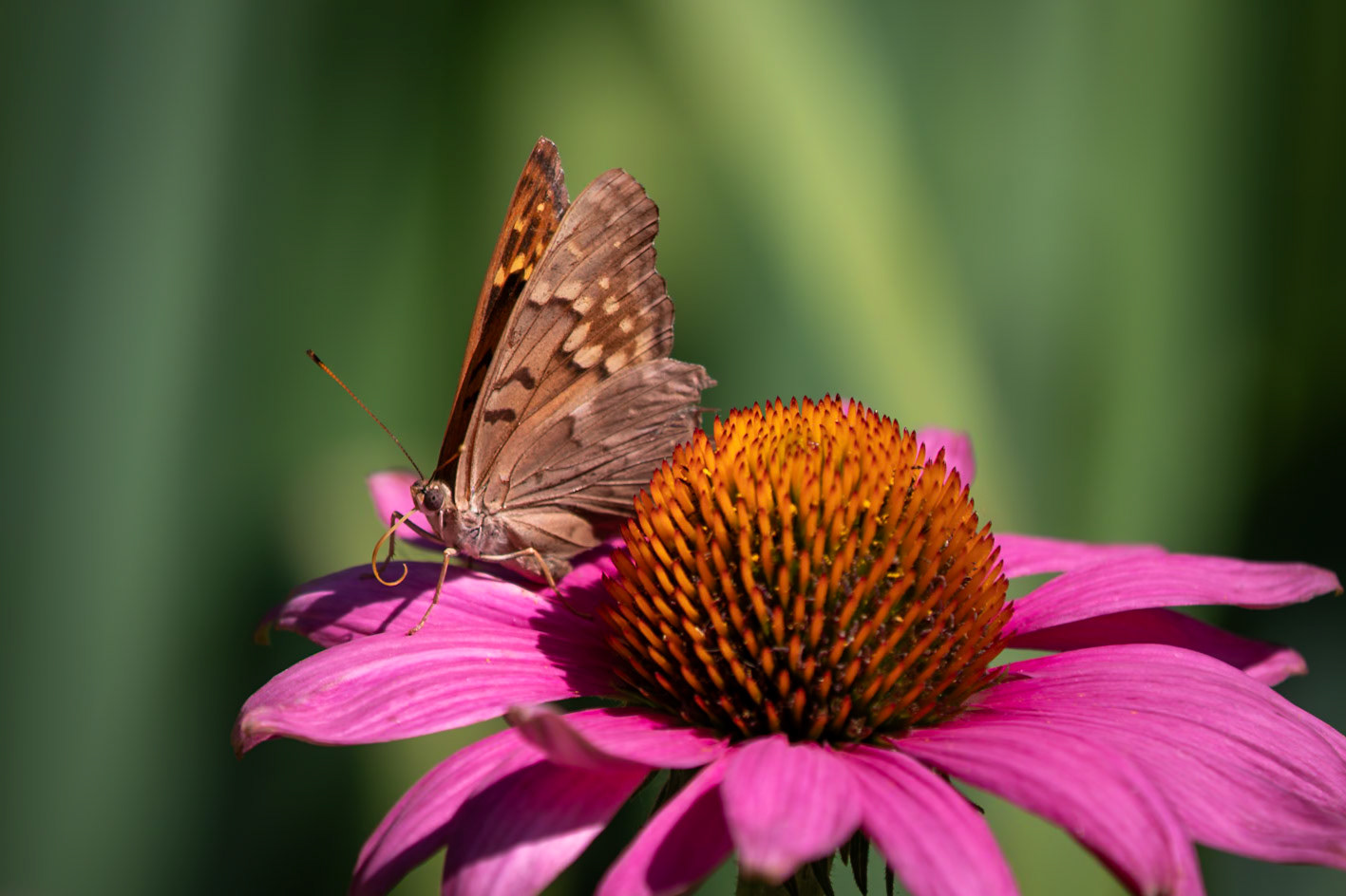 Tawny Emperor | Asterocampa clyton | 20220627
