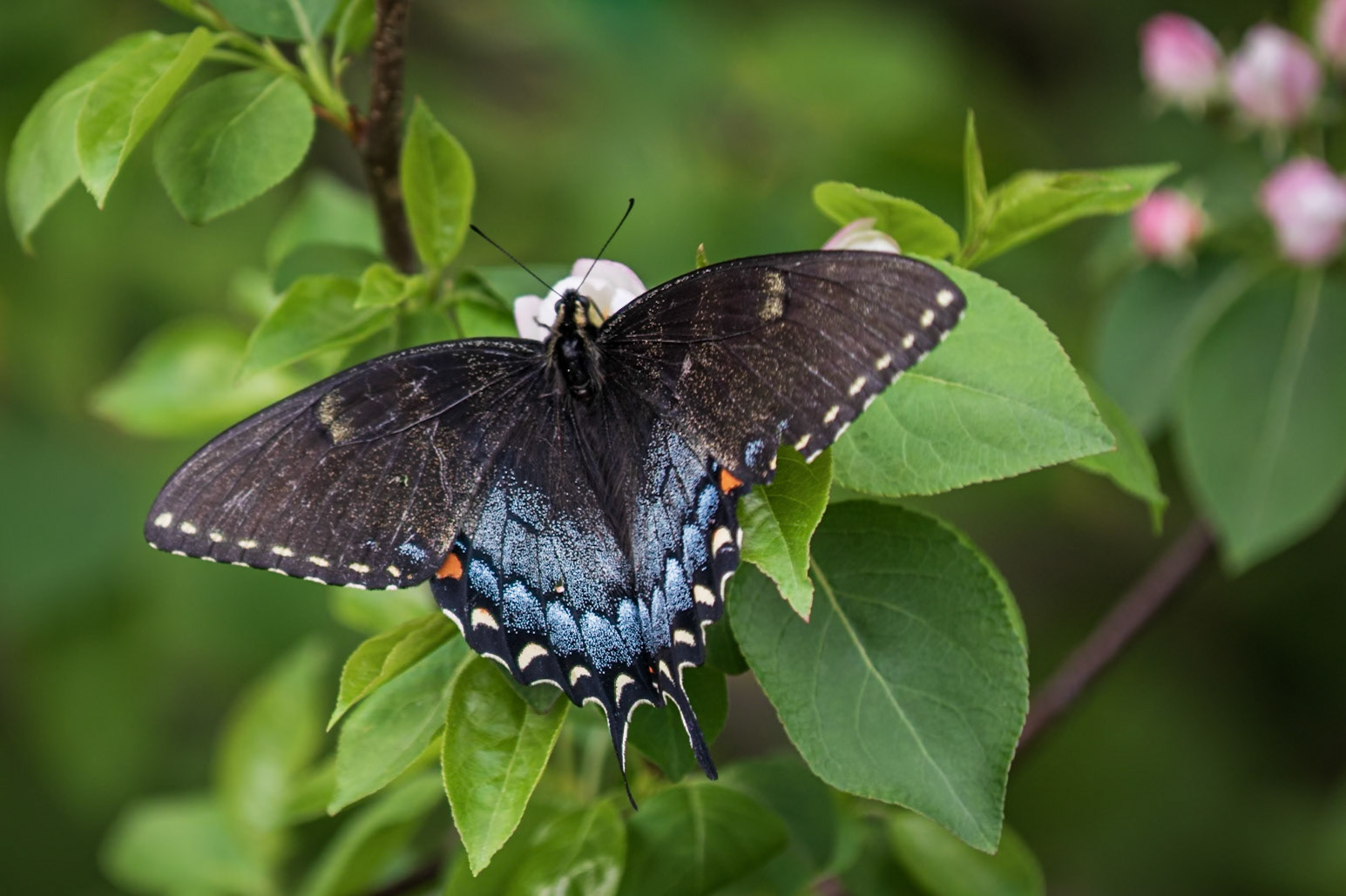 Eastern Tiger Swallowtail | Papilio glaucus | 20220423