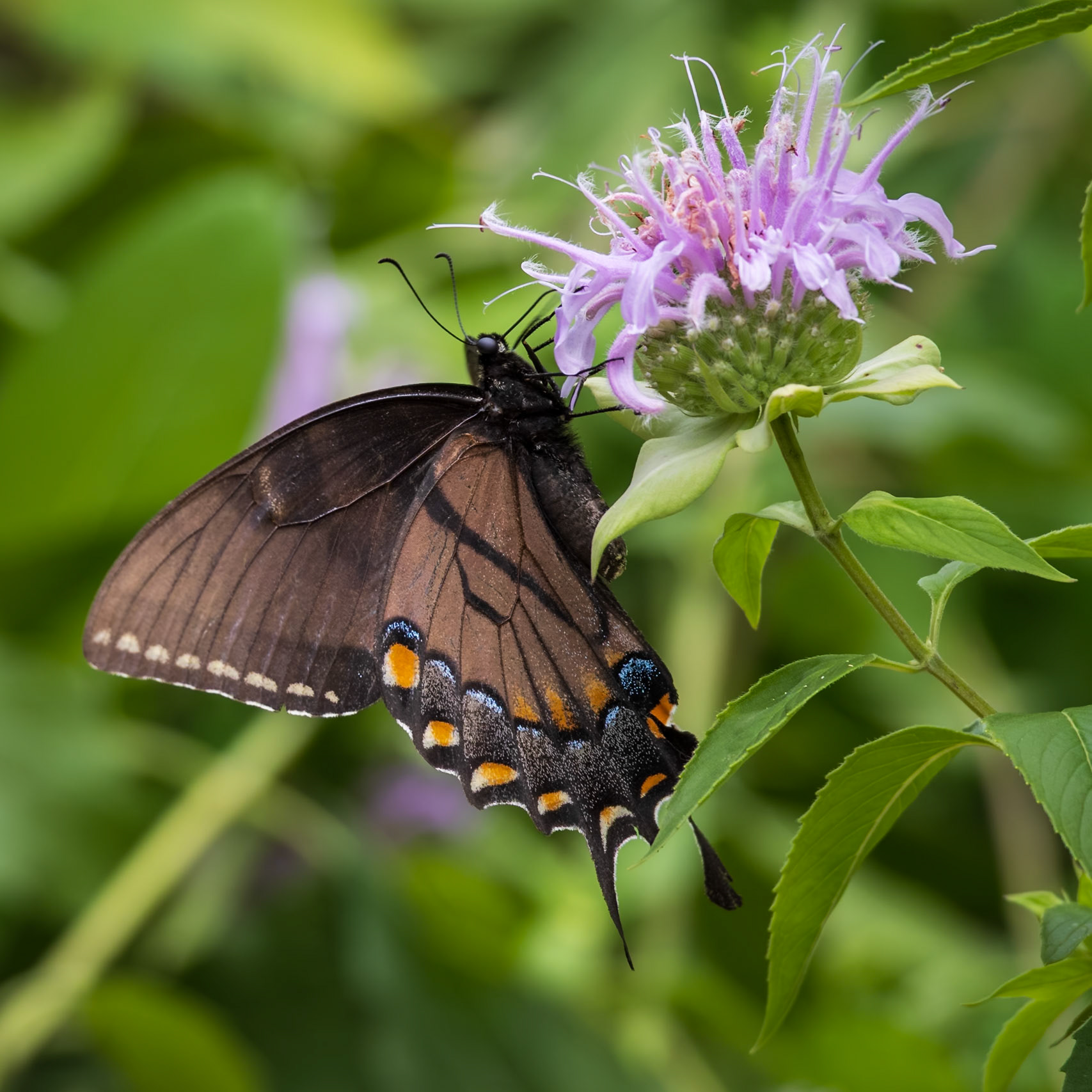 Eastern Tiger Swallowtail | Papilio glaucus | 20240628