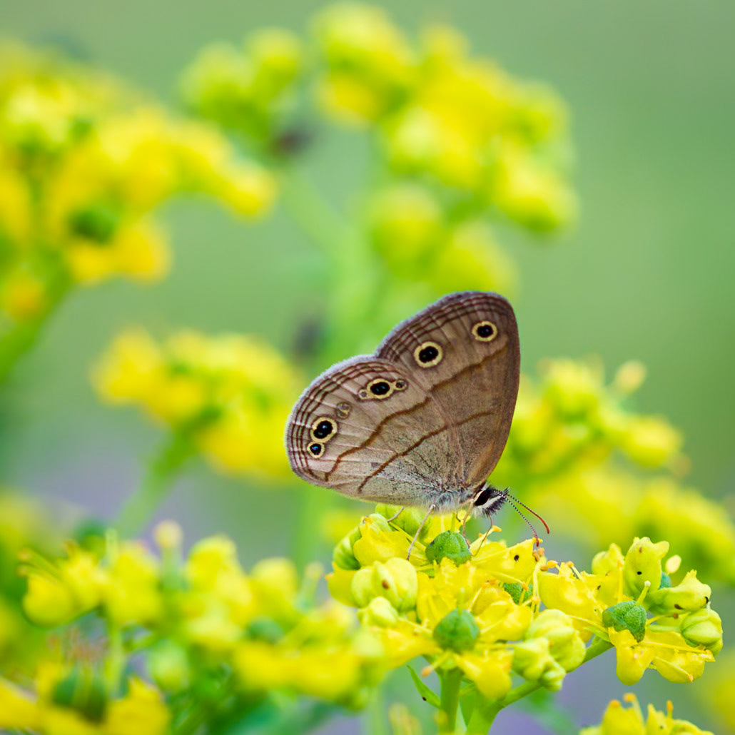 Satyrs | Subfamily Satyrinae | 20140601