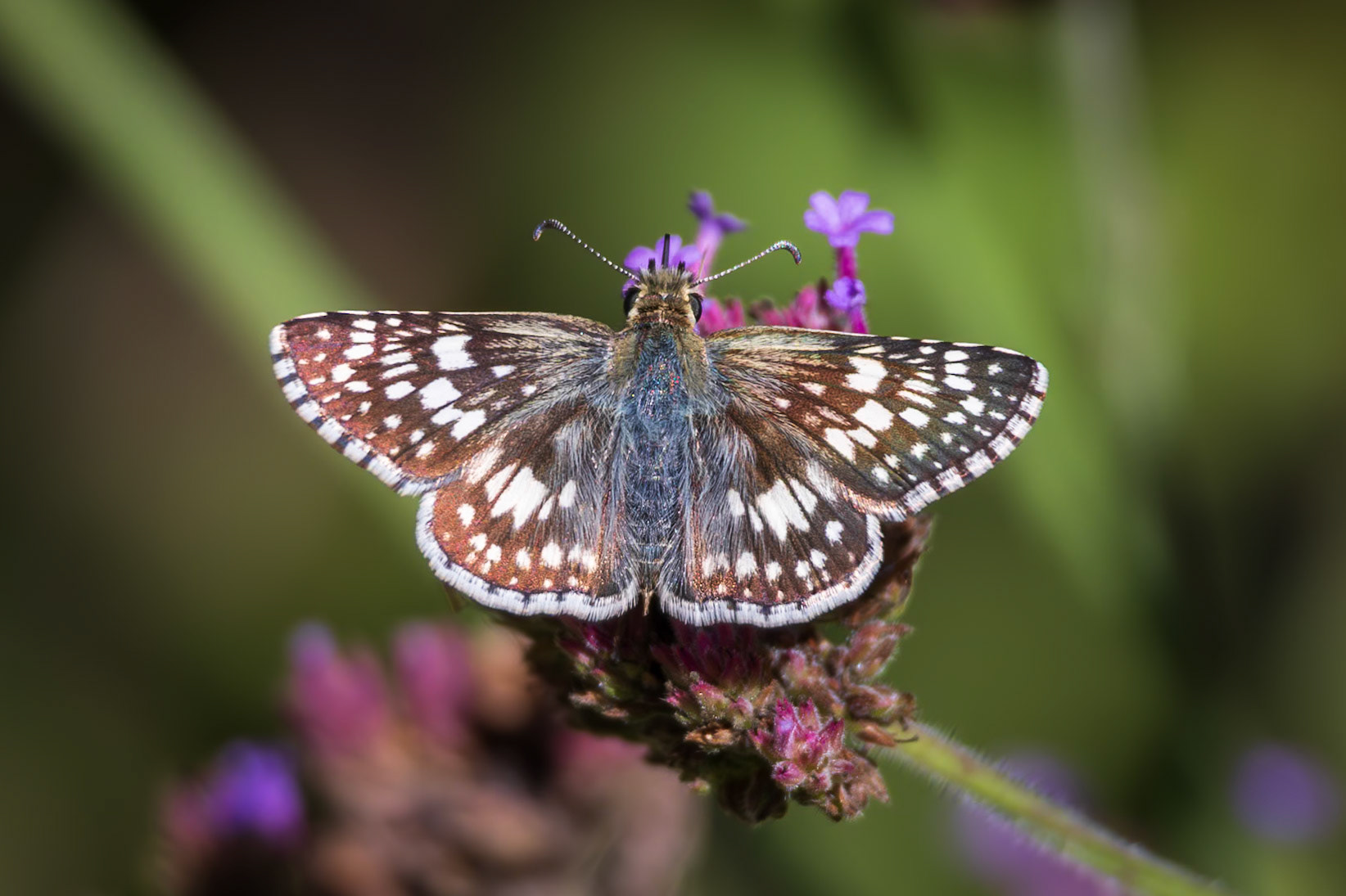 Common Checkered-Skipper | Pyrgus communis | 20240925