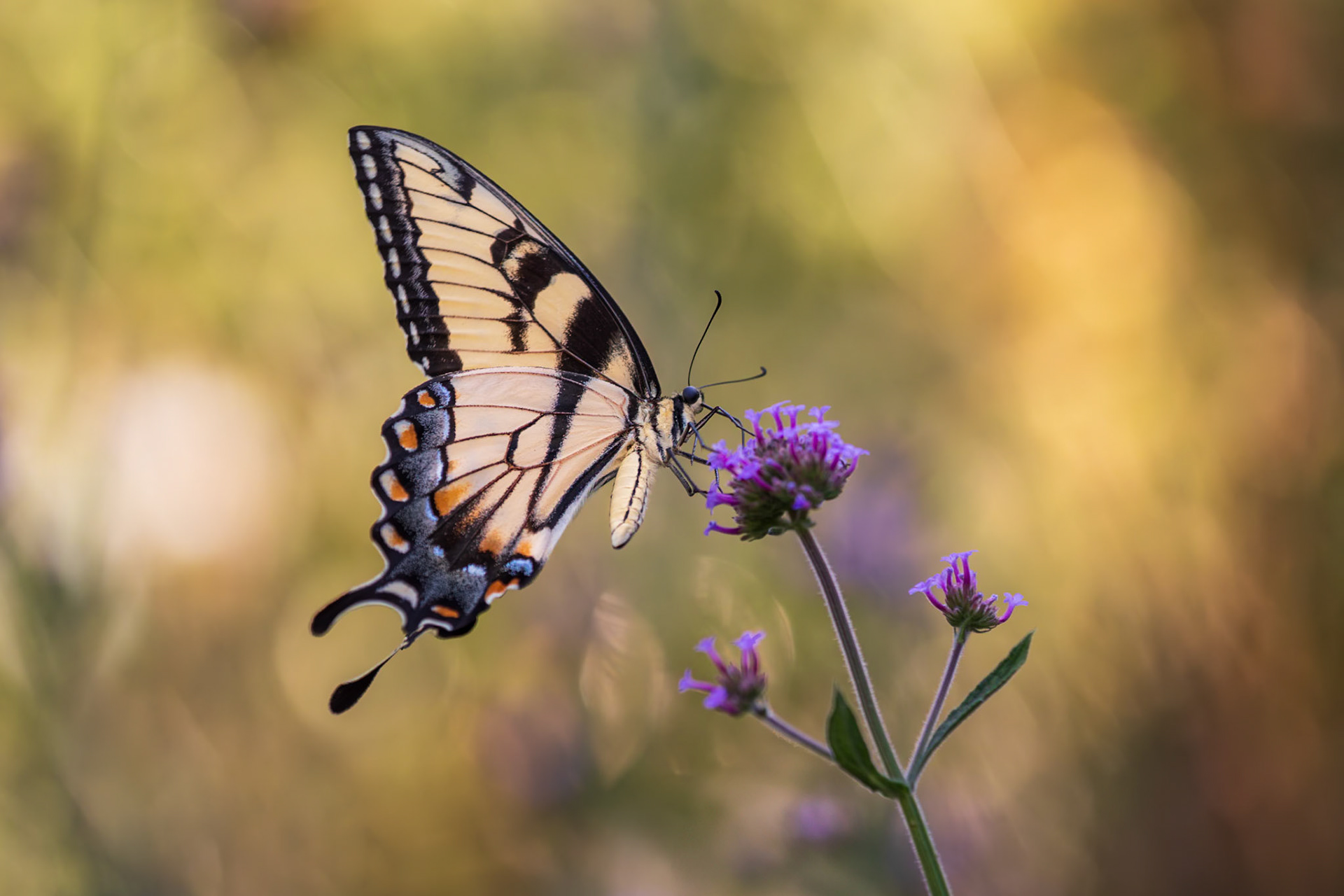 Eastern Tiger Swallowtail | Papilio glaucus | 20220718