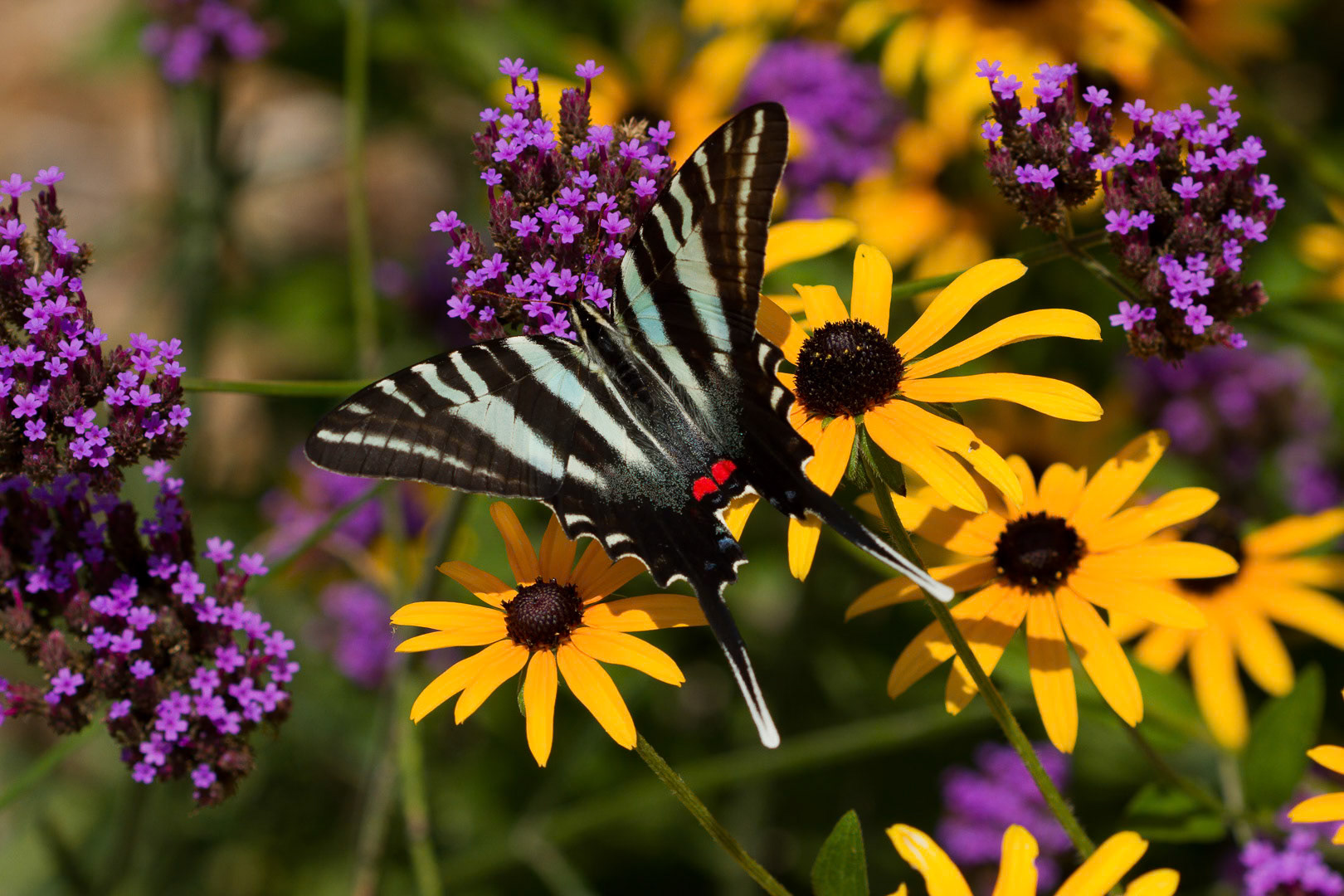 Zebra Swallowtail | Eurytides marcellus - summer form | 20170812