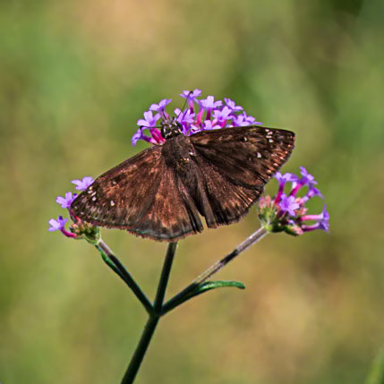 Horace’s Duskywing | Erynnis horatius | 20210827
