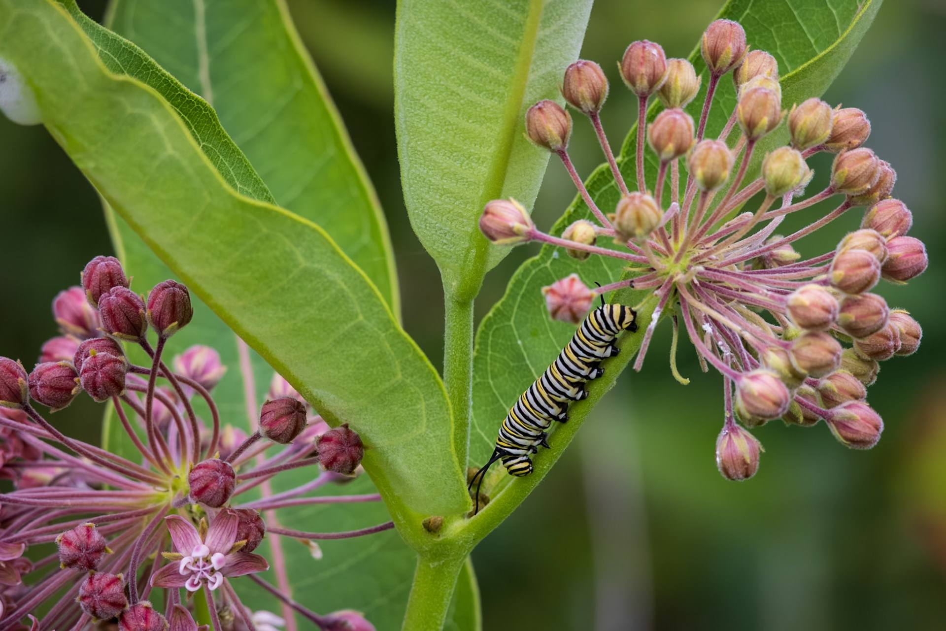 Monarch | Danaus plexippus | 20230610
