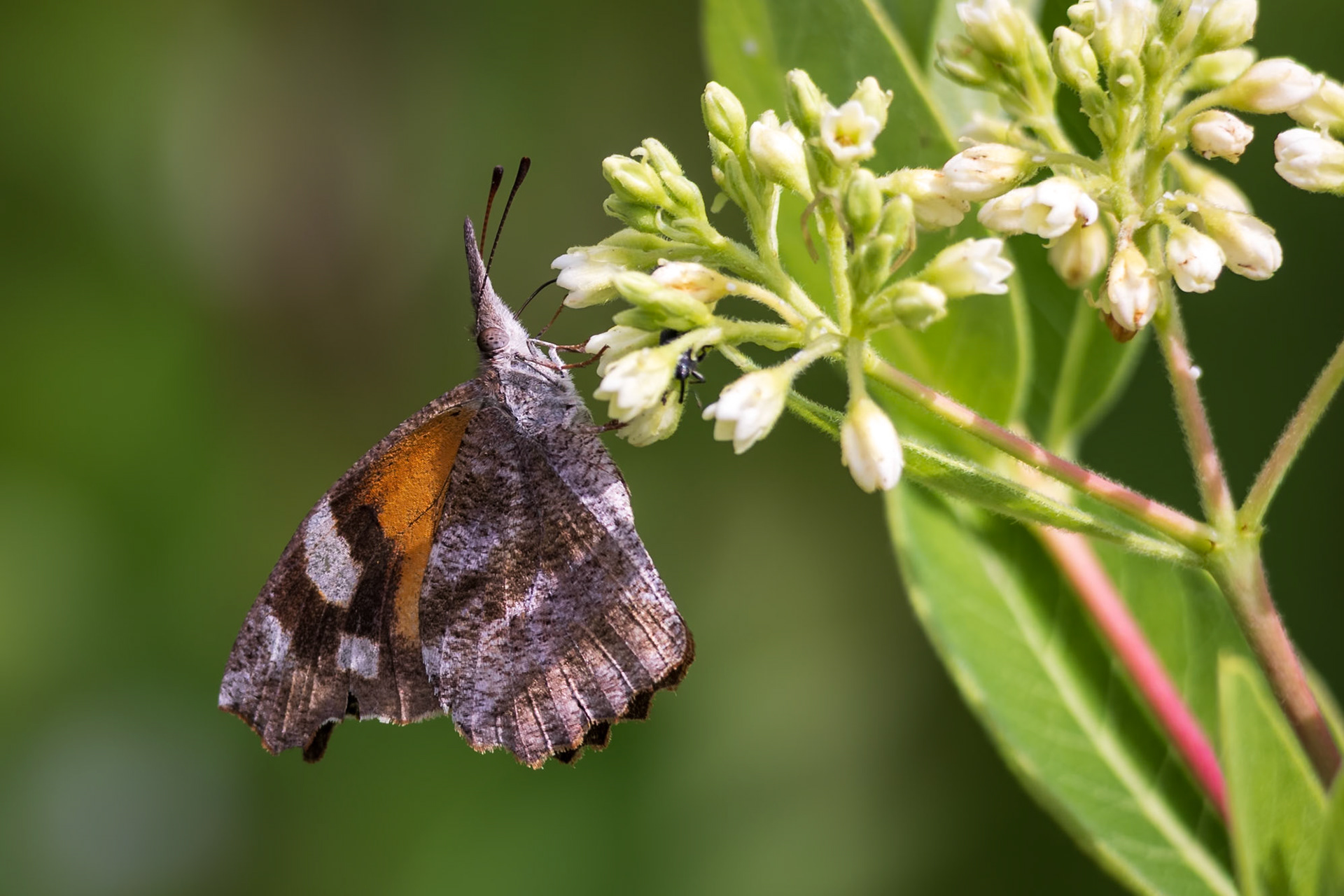 American Snout | Libytheana carinenta | 20240601