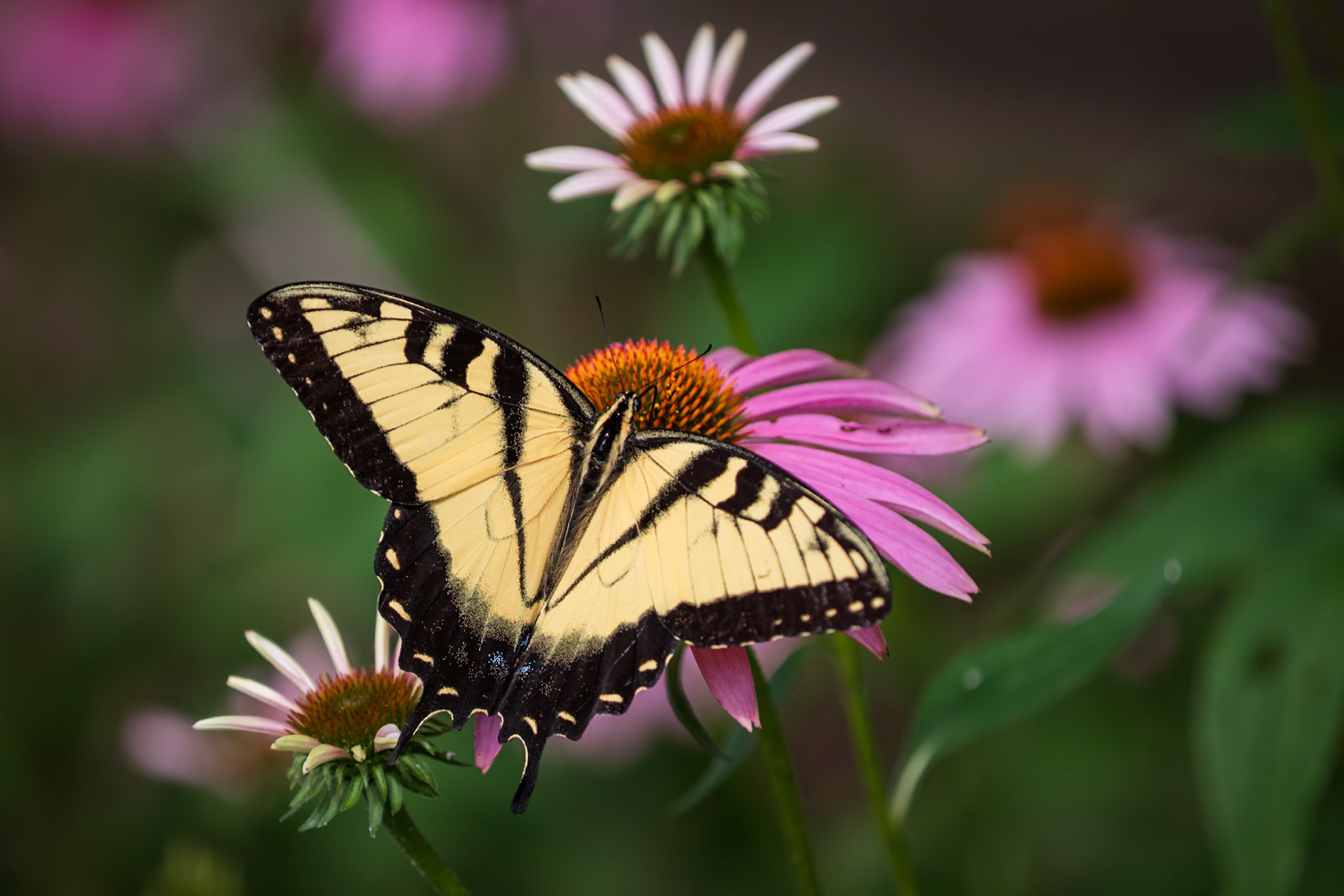 Eastern Tiger Swallowtail | Papilio glaucus | 20220708