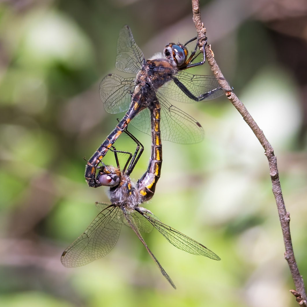 Common Baskettail | Epitheca cynosura | 20250421