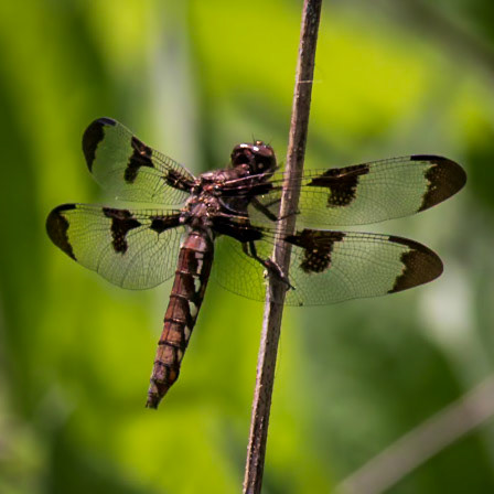 Common Whitetail, Plathemis lydia