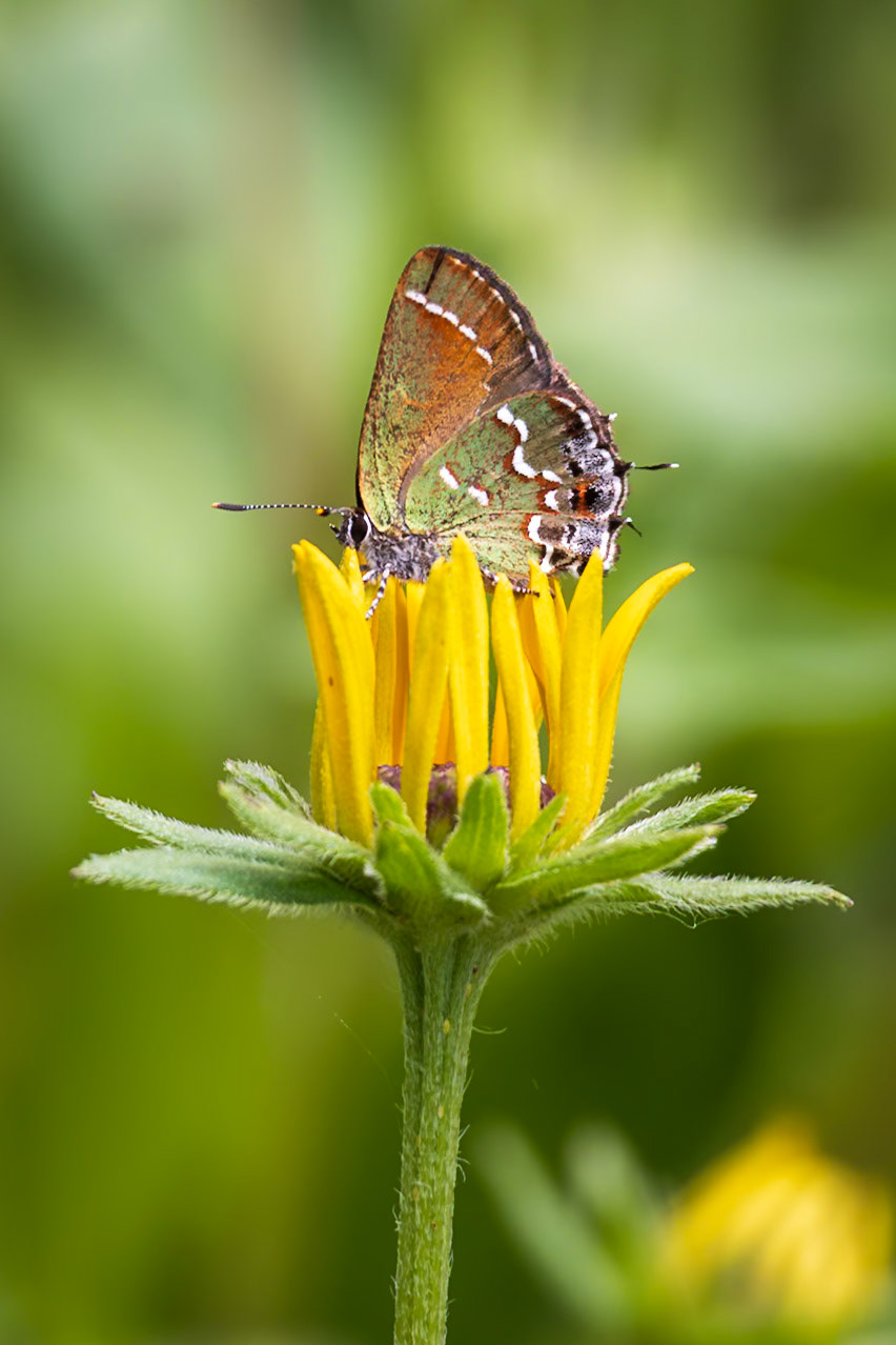 ‘Olive’ Juniper Hairstreak | Callophrys gryneus gryneus | 20230713