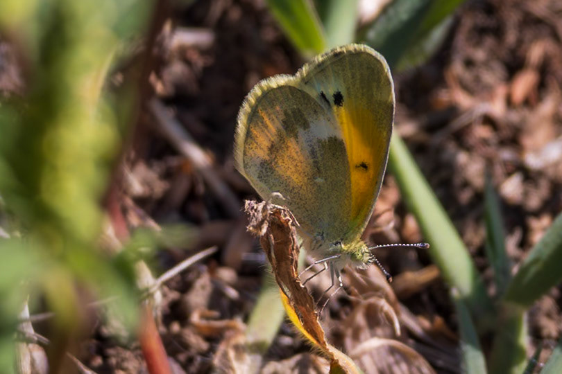 Dainty Sulphur | Nathalis iole | 20230914