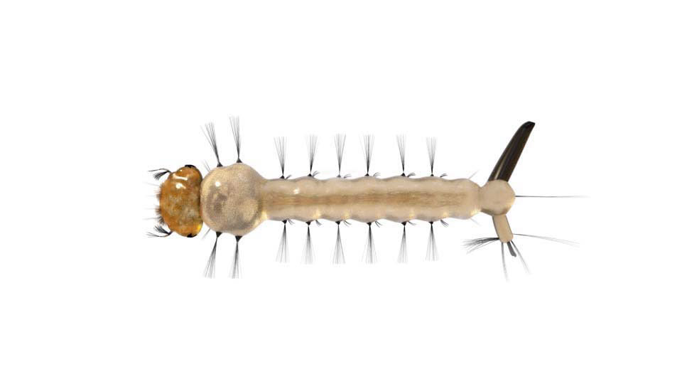 Illustration: Mosquito Larvae