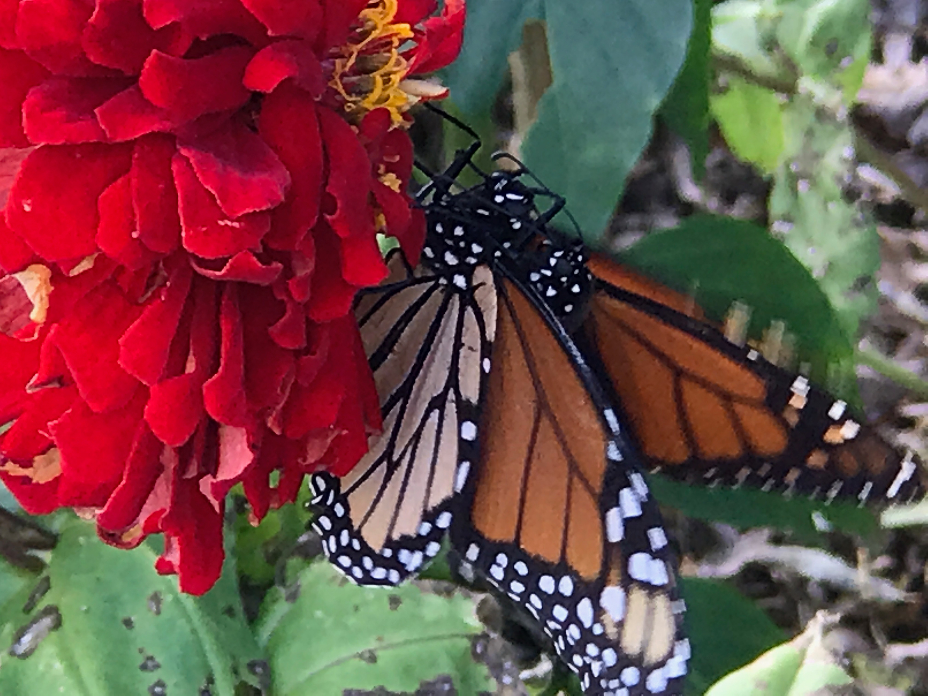 Getting that nectar