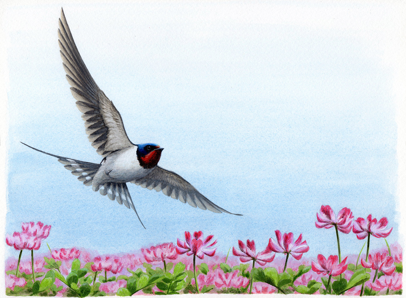 ツバメ/Barn Sparrow