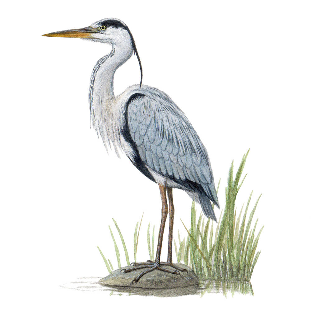アオサギ - Gray Heron