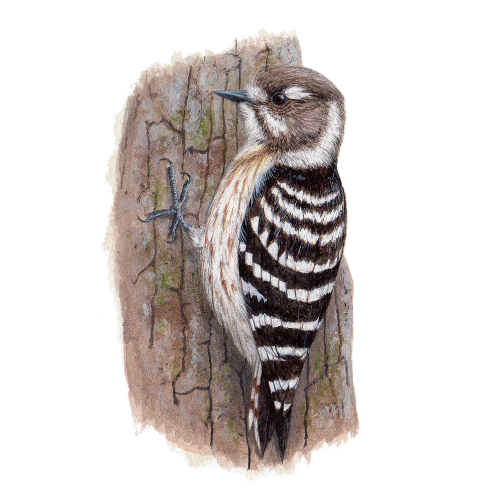コゲラ - Japanese Pygmy Woodpecker