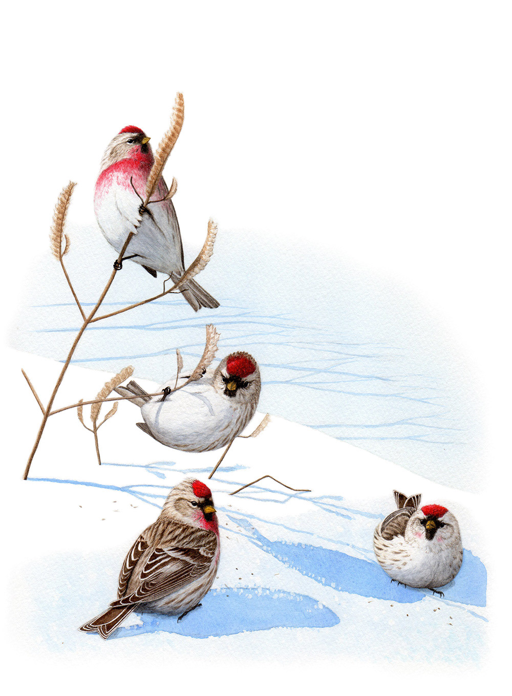 ベニヒワ/Common Redpoll