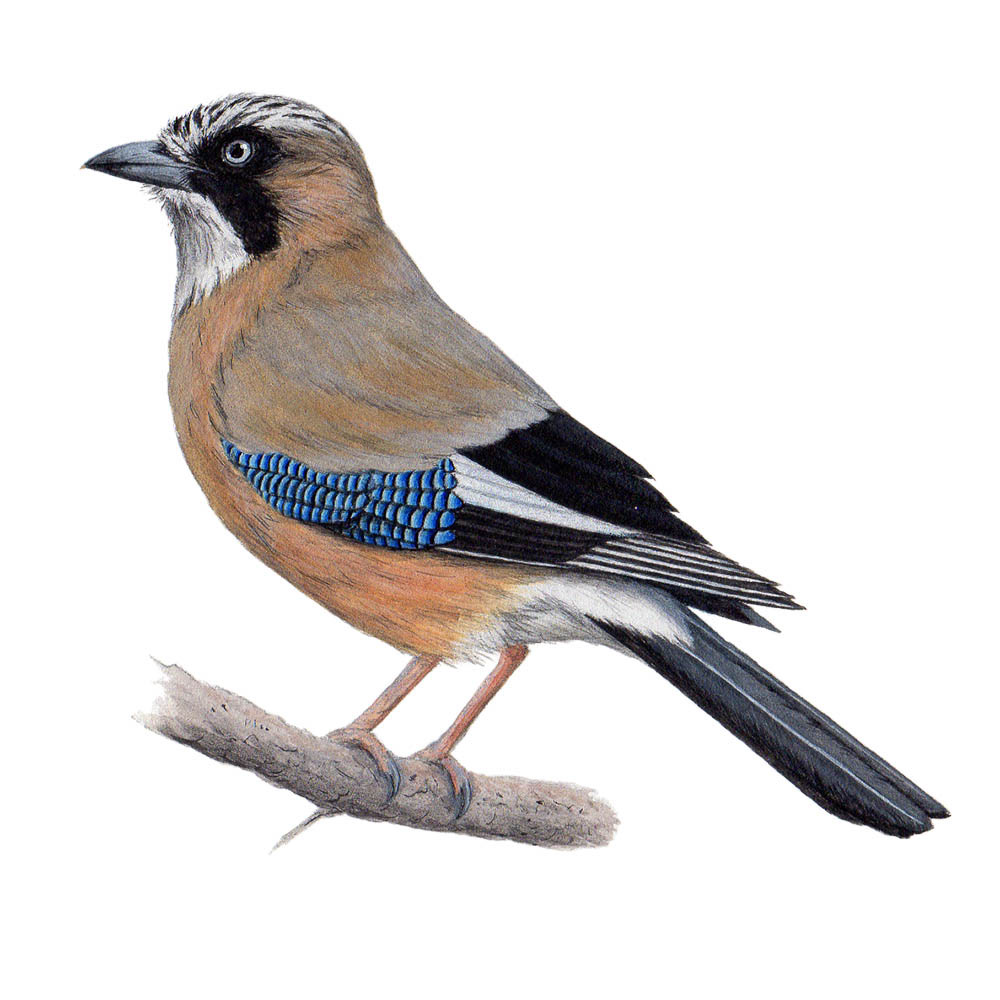 カケス - Eurasian Jay