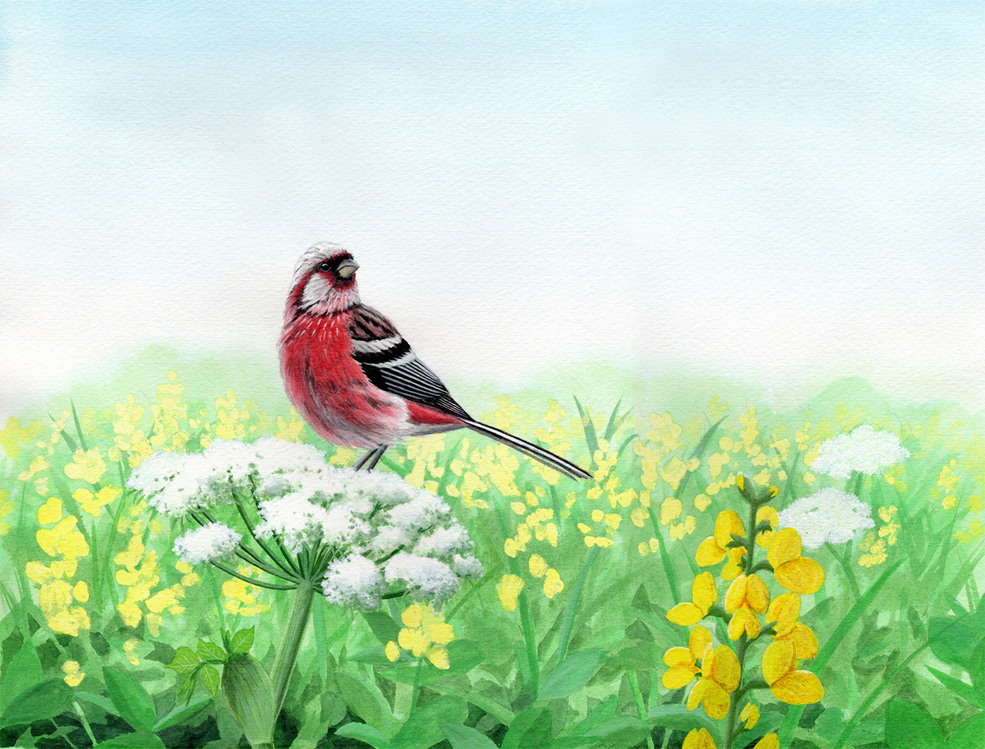 ベニマシコ/Long-tailed Rosefinch