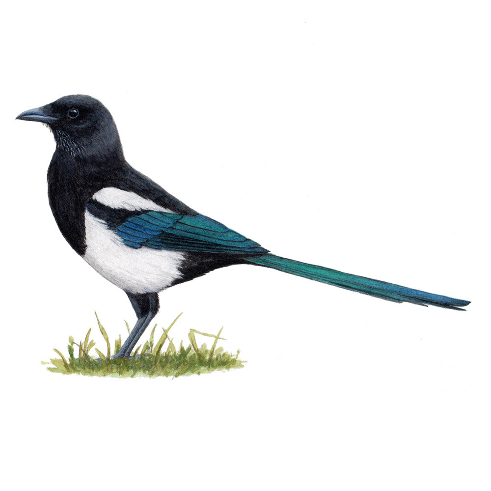 カササギ - Eurasian Magpie