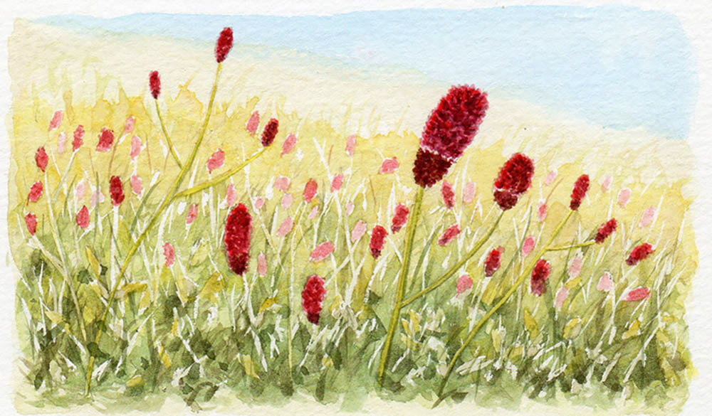 ワレモコウ(2018年9・10月号)- Great Burnet