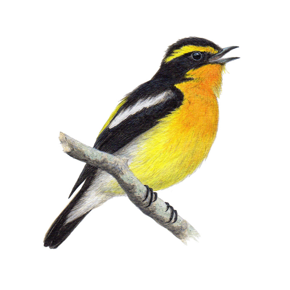 キビタキ - Narcissus Flycatcher