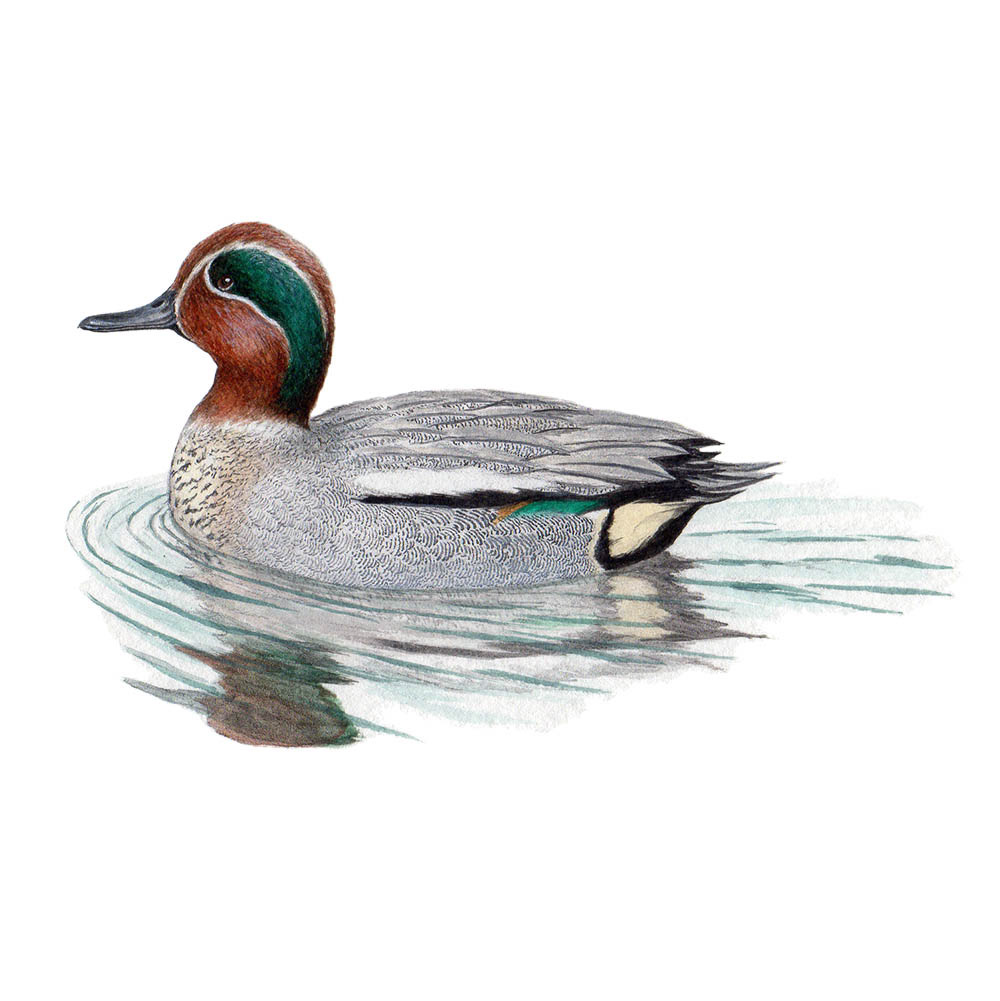コガモ - Green-winged Teal