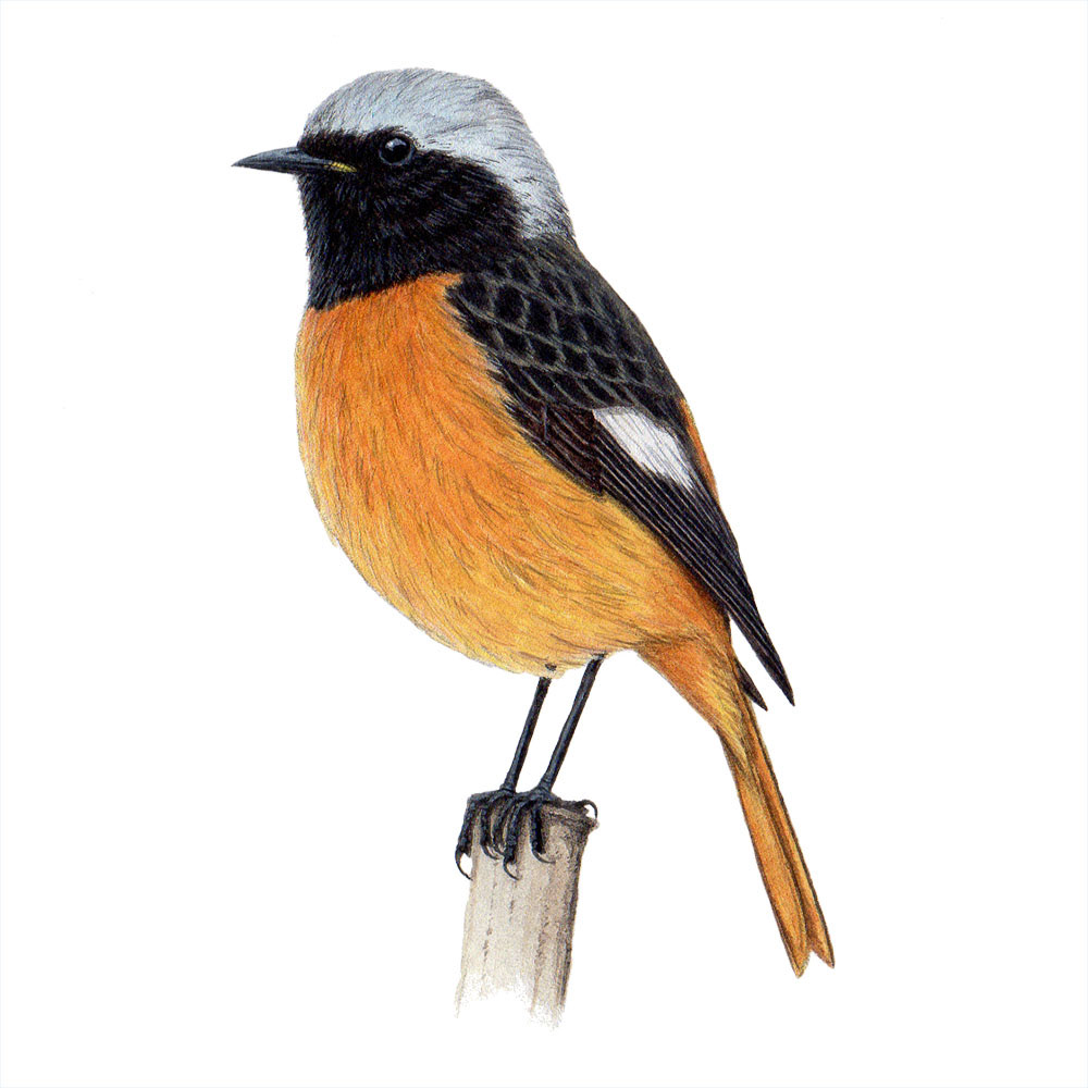 ジョウビタキ - Daurian Redstart