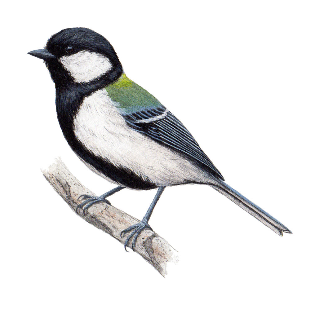 シジュウカラ - Japanese Tit