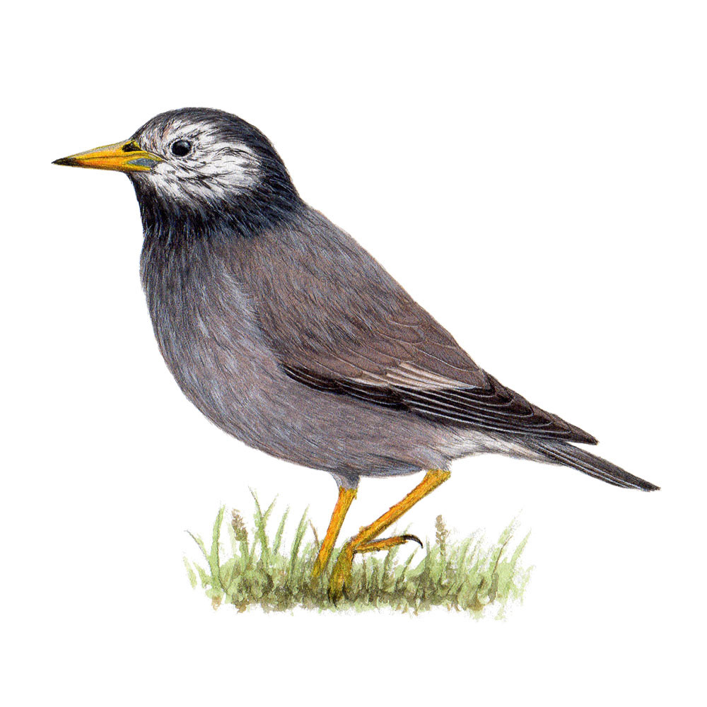 ムクドリ - White-cheeked Starling