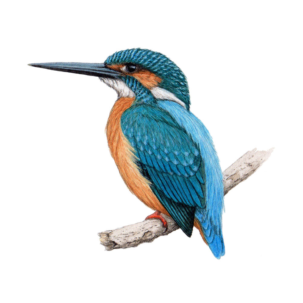 カワセミ - Common Kingfisher