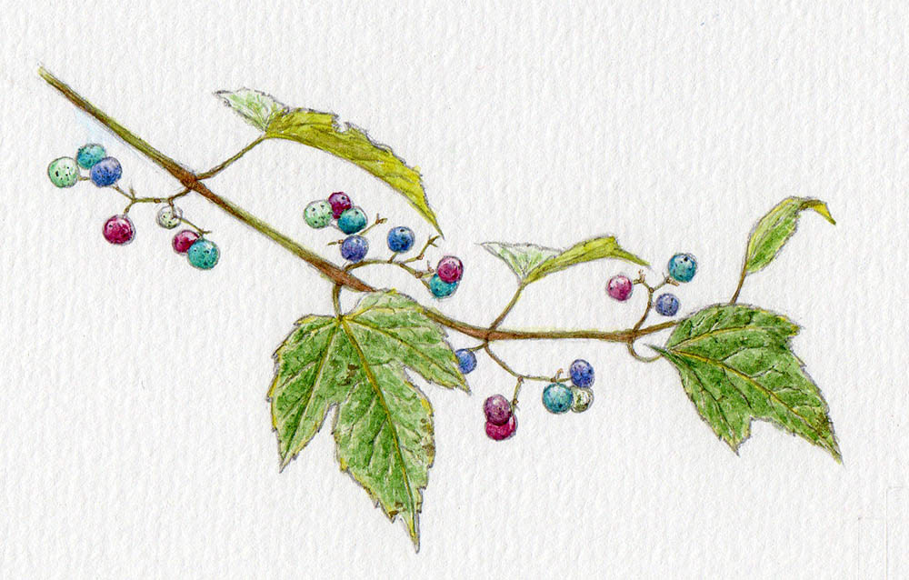 ノブドウ(2014年9・10月号) - Porcelain Berry