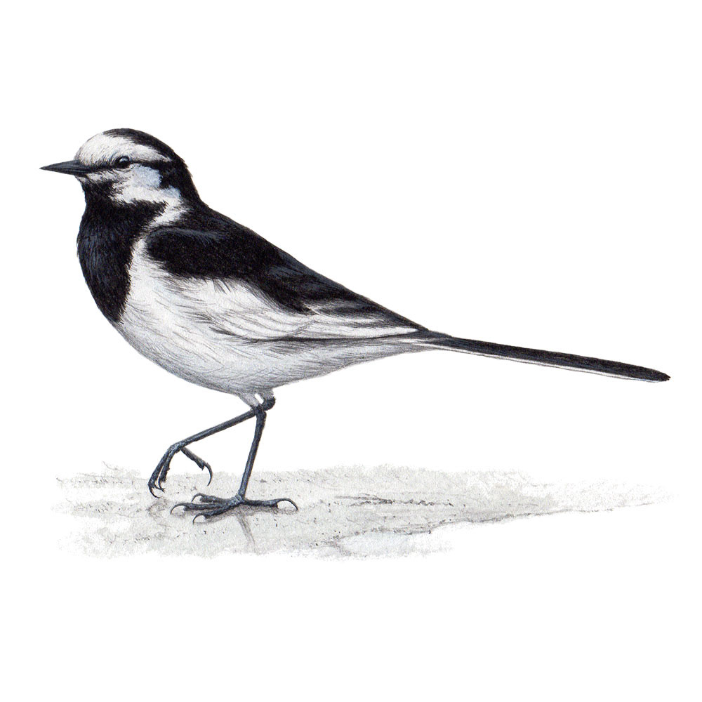 ハクセキレイ - White Wagtail