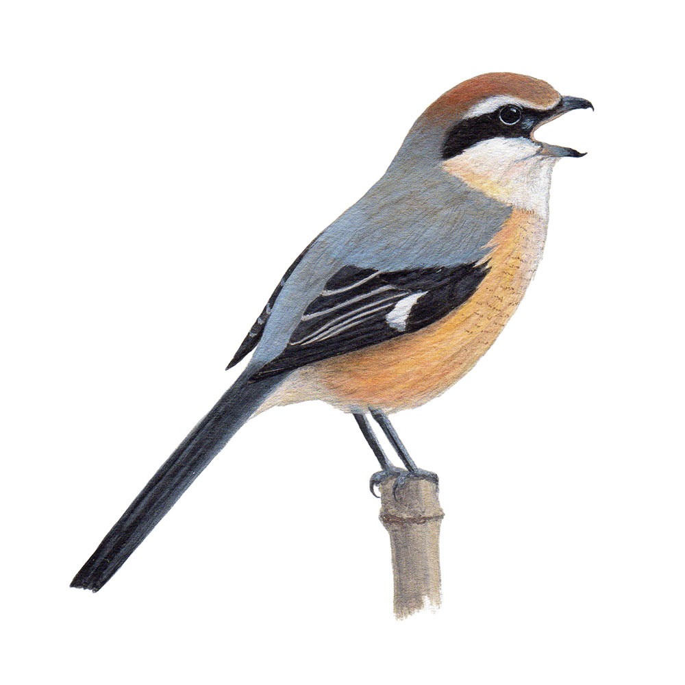 モズ - Bull-headed Shrike