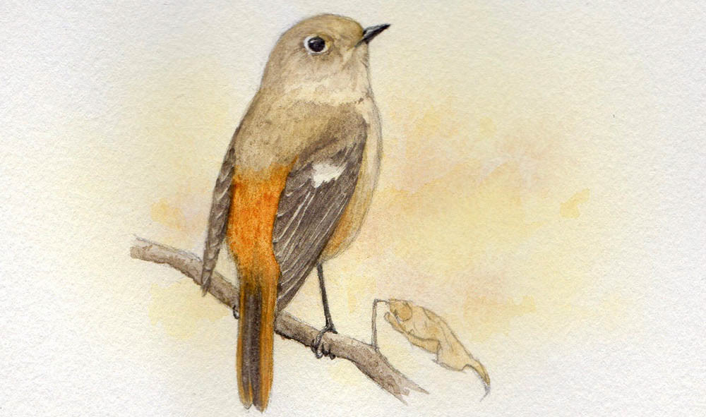 ジョウビタキ(2016年12月号) - Daurian Redstart
