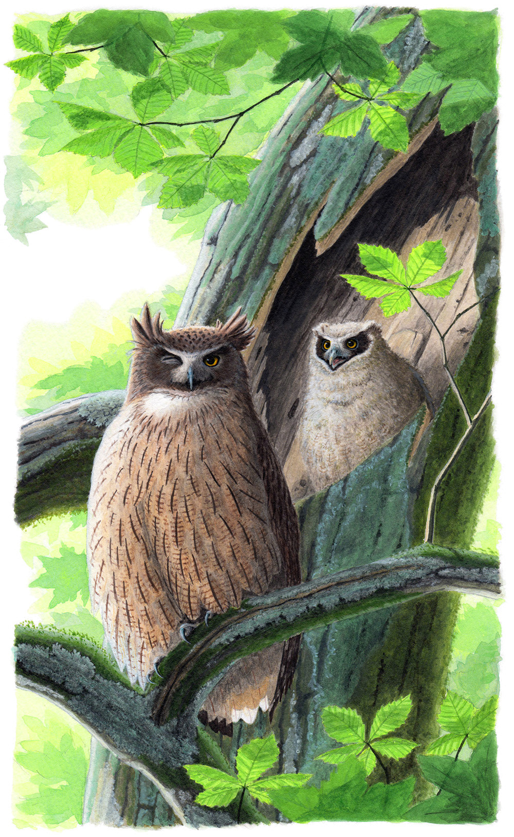 「こんばんはシマフクロウ」の表紙イラスト / The illustration for the cover of "Good evening Blakiston's Fsih-Owl".