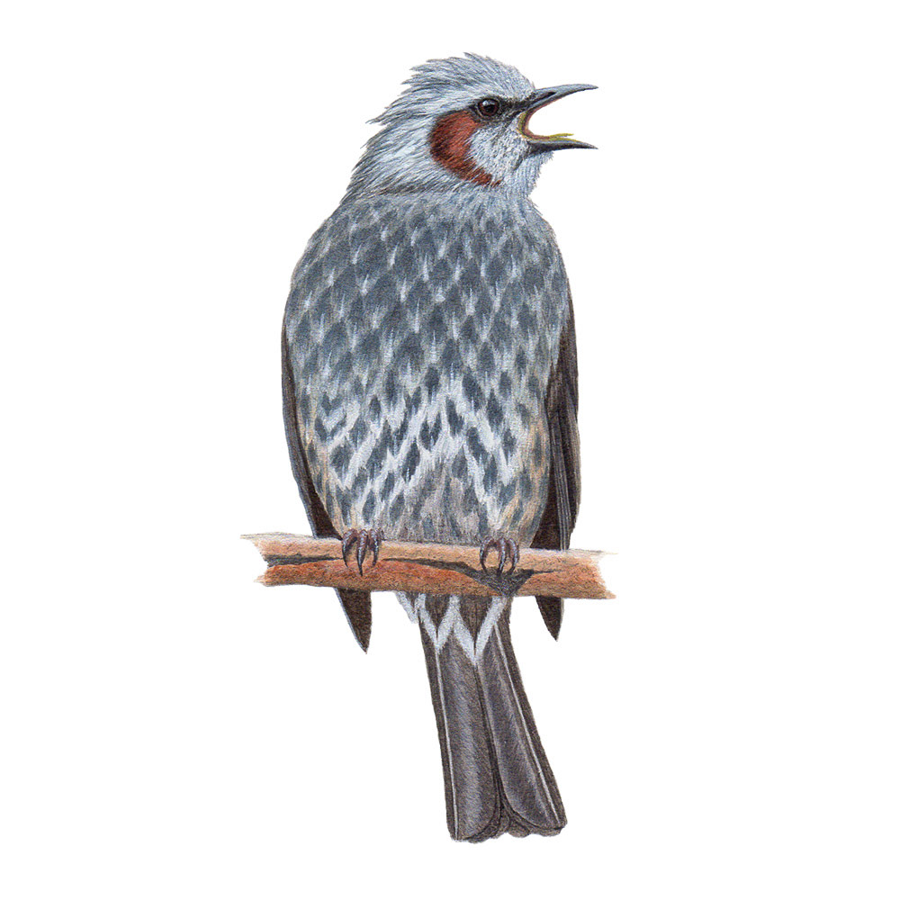 ヒヨドリ - Brown-eared Bulbul