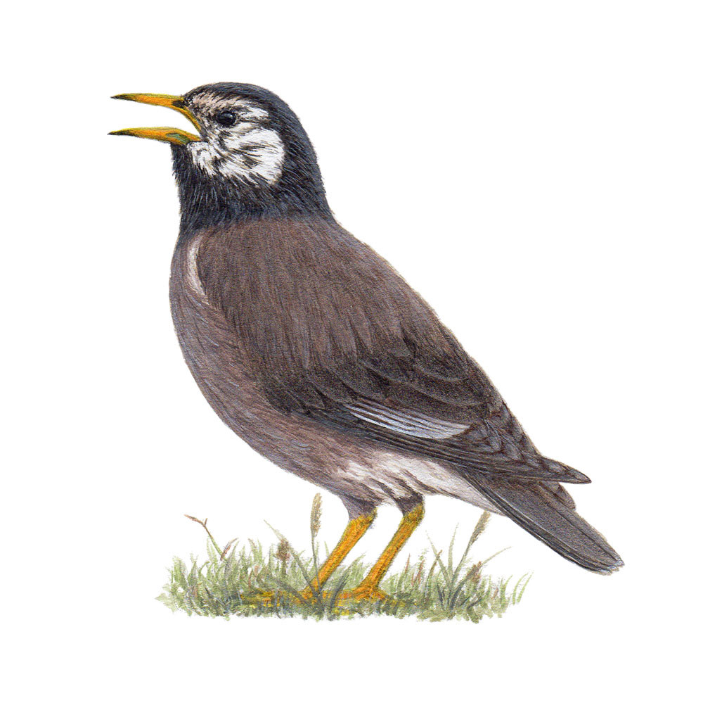 ムクドリ - White-cheeked Starling