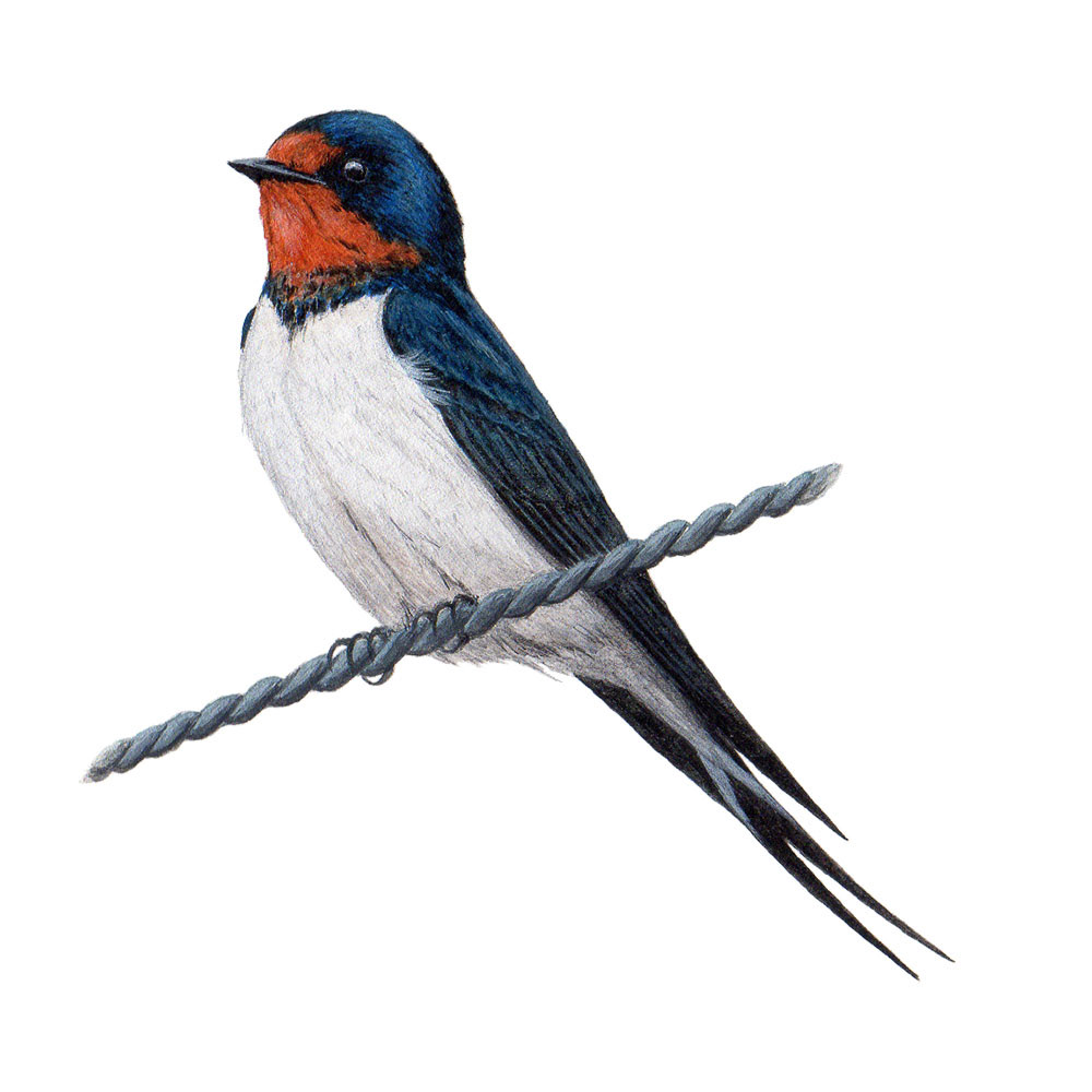 ツバメ - Barn Swallow