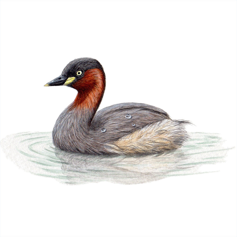 カイツブリ - Little Grebe