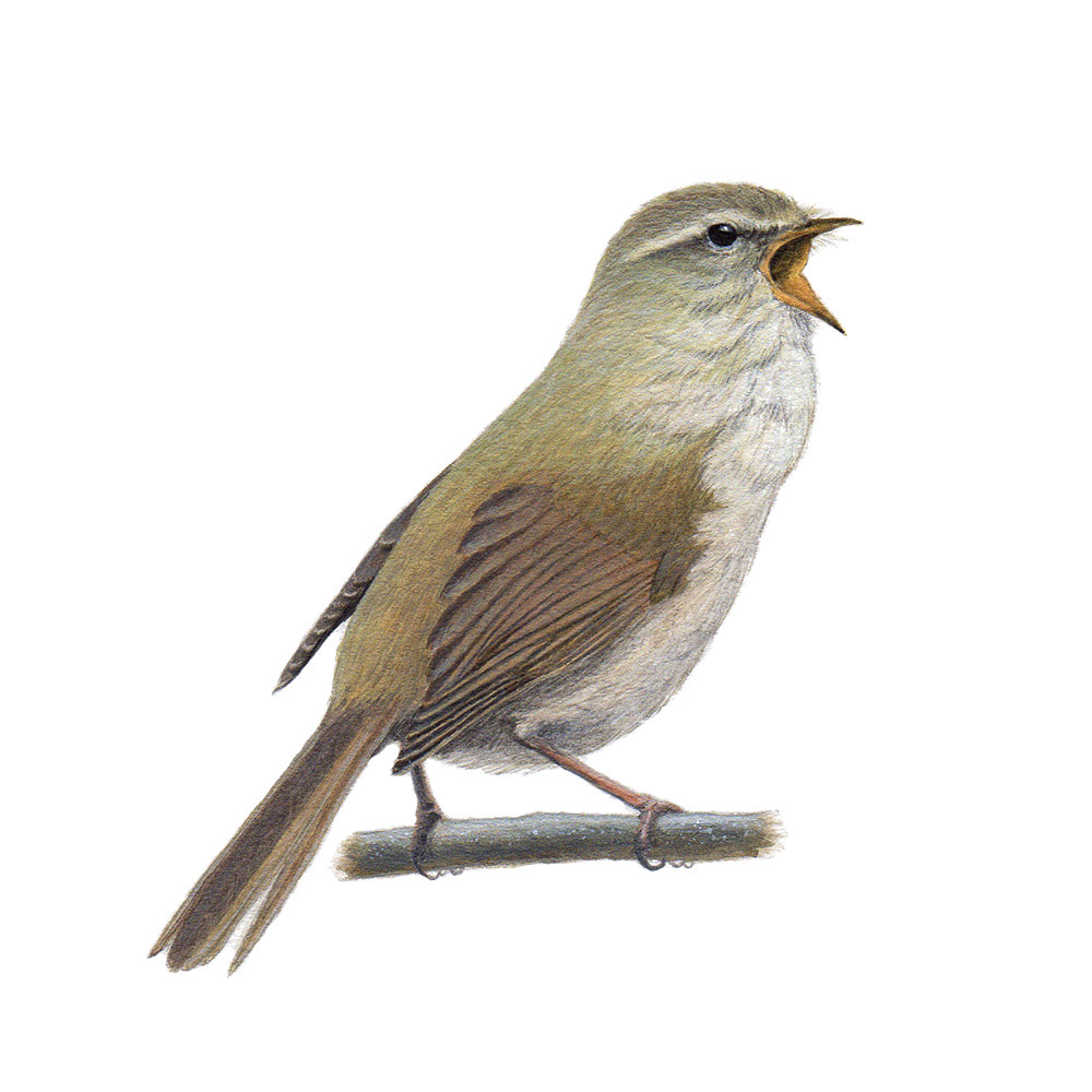 ウグイス - Japanese Bush Warbler