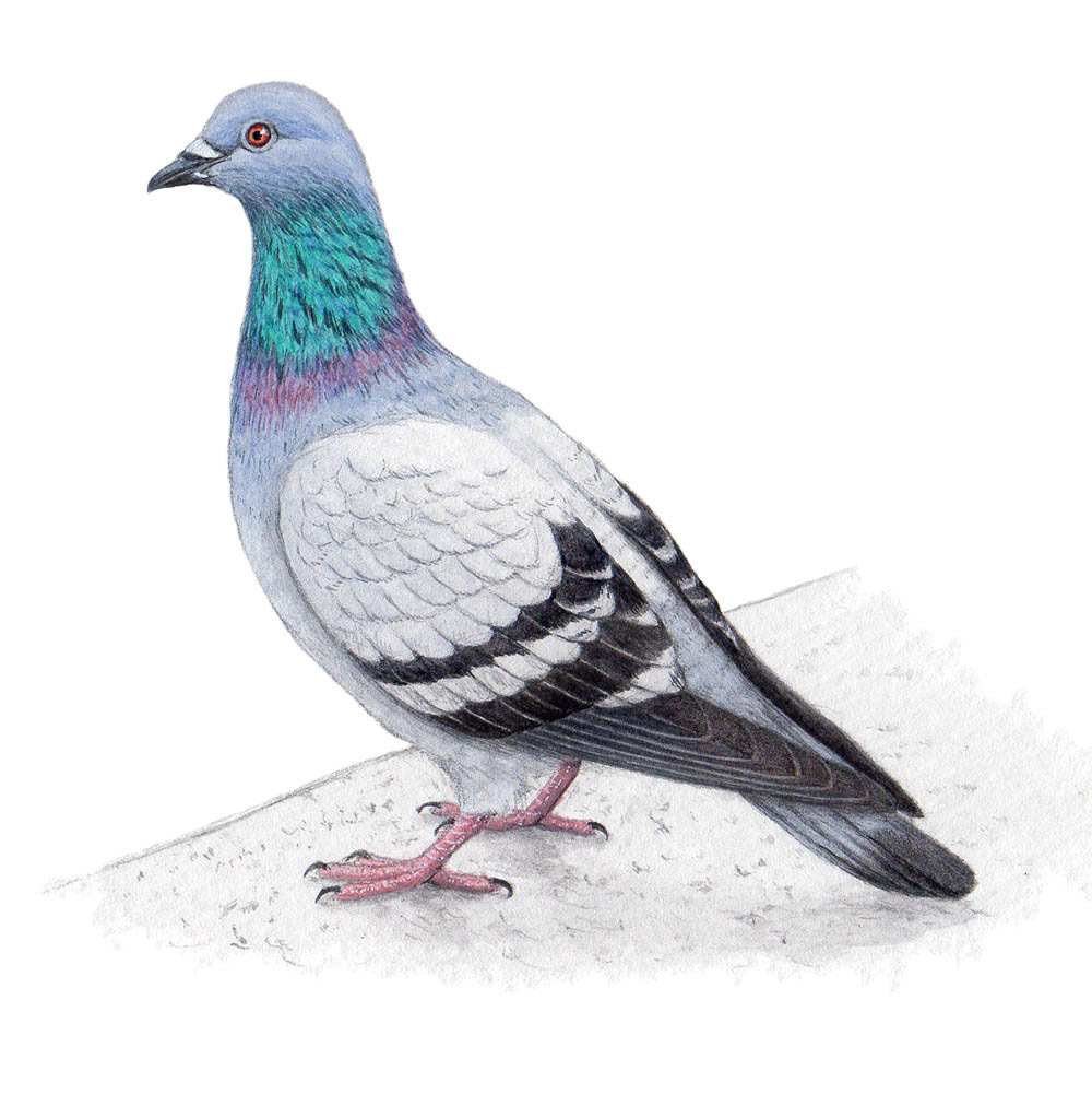 カワラバト - Rock Pigeon