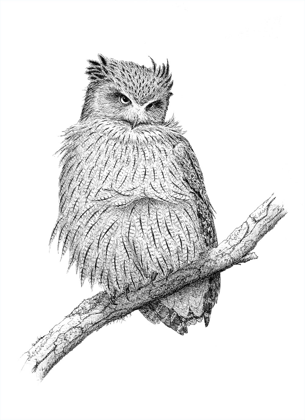 シマフクロウ/Blakiston's Fish-Owl
