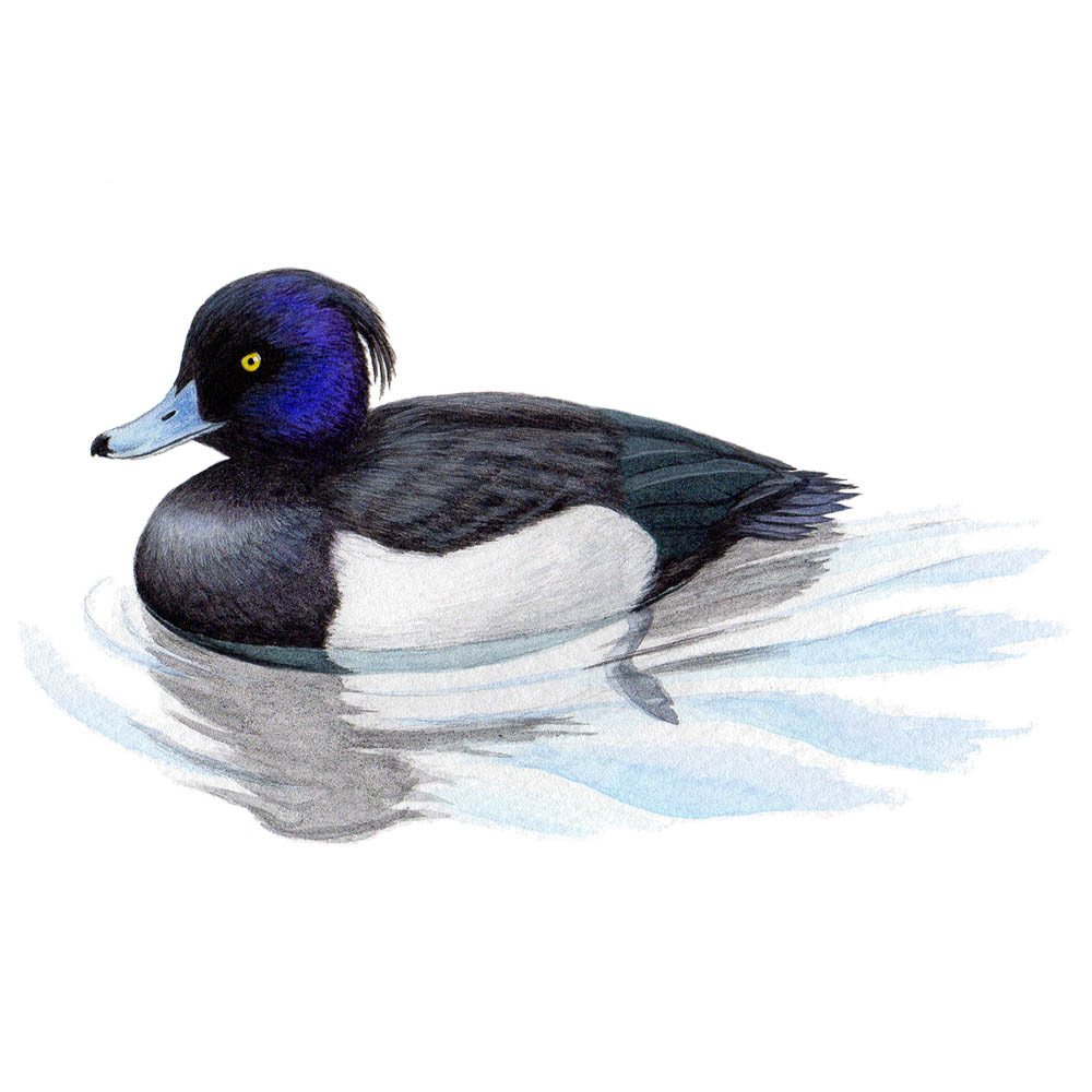 キンクロハジロ - Tufted Duck