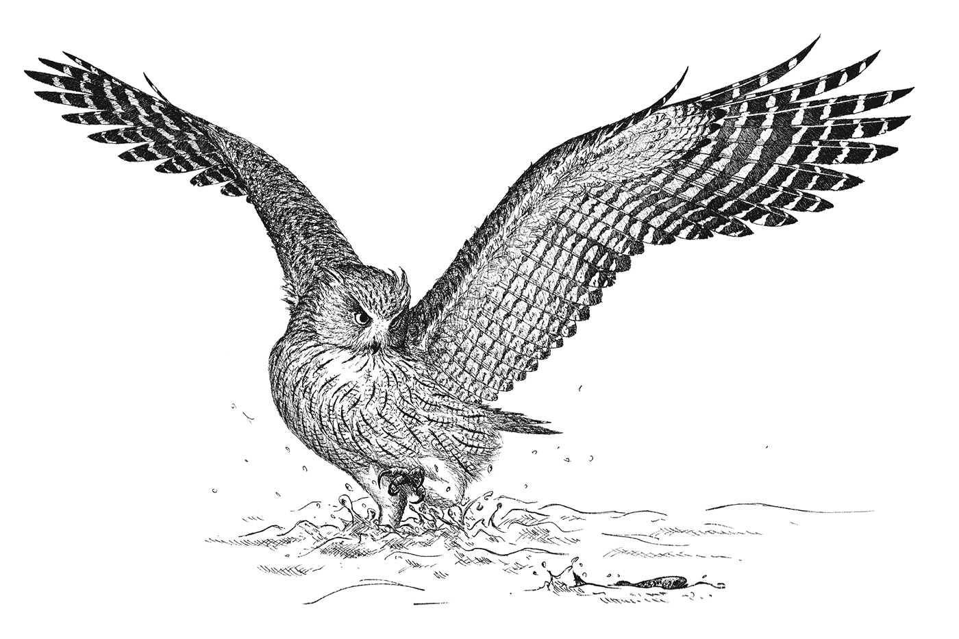 シマフクロウ/Blackiston's Fish Owl